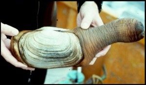 Geoduck Size