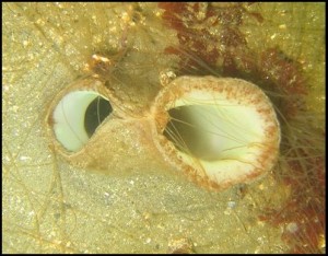 Geoduck Syphon