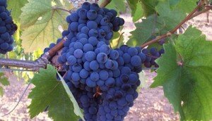 turkey grapes