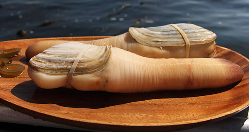 Geoduck