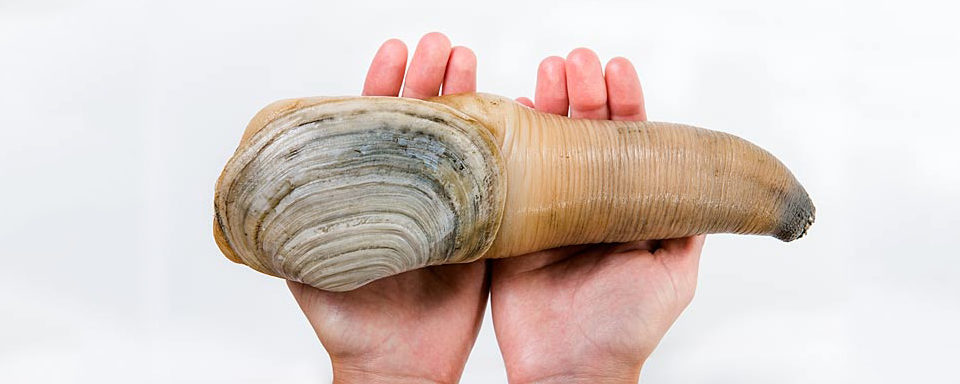 AhaCook — Discover the Geoduck!