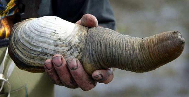 Geoduck