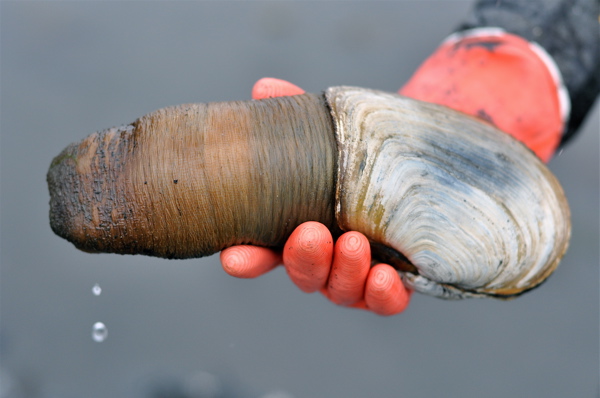 Geoduck